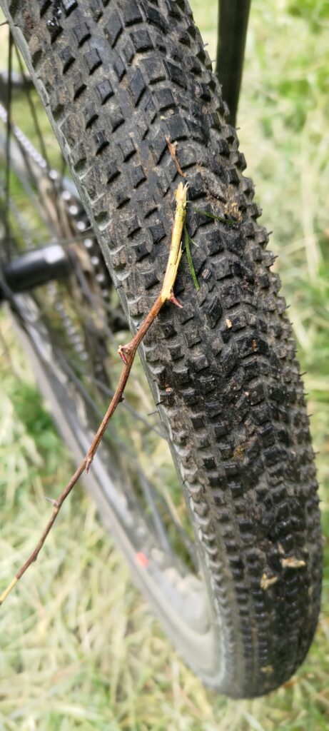 une branche posée sur la roue arrière d'un vélo