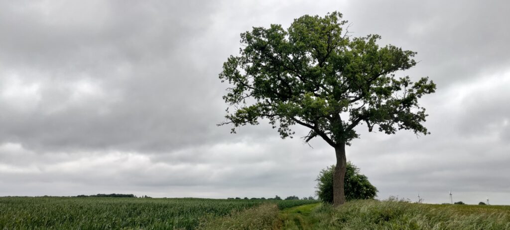 un grand arbre au milieu d'un champs, un chemin en herbe passe dessous. Le ciel est très gris