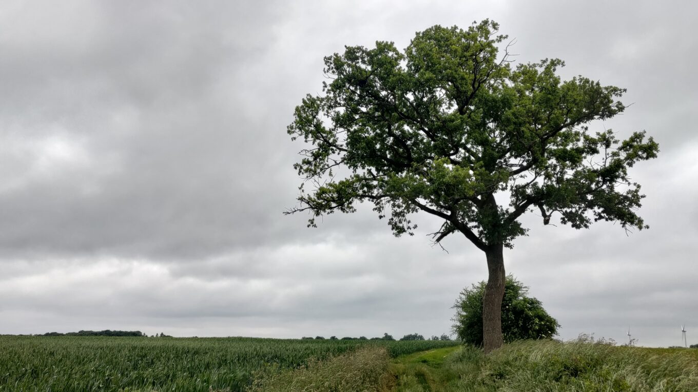 un grand arbre au milieu d'un champs, un chemin en herbe passe dessous. Le ciel est très gris