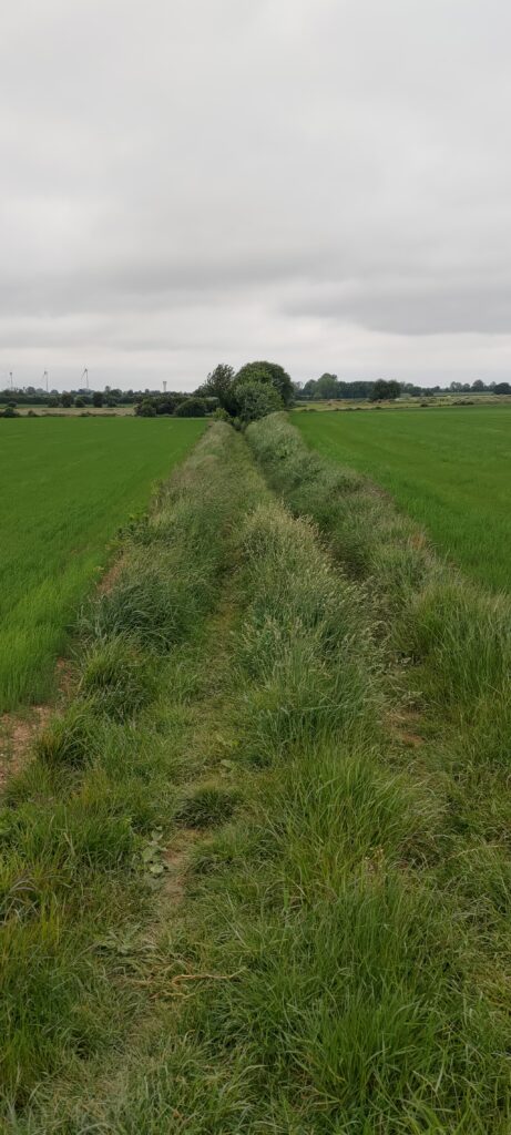 Un chemin en herbes hautes qui traverse un champs de jeunes cultures verts clair