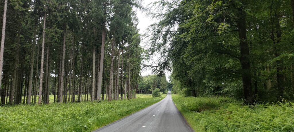 Une route dans une forêt, à gauche des arbres type pin (sans feuille sur le tronc) et à droite des arbres plus touffus