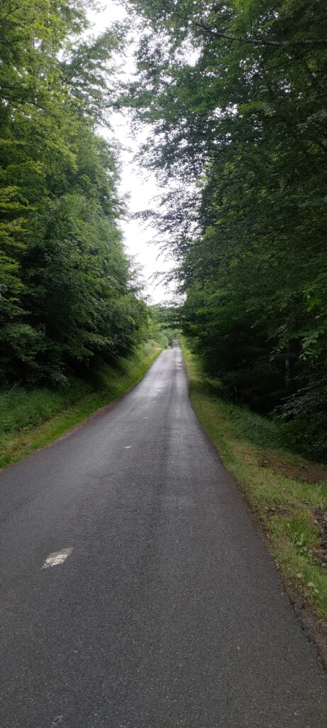 Une petite route étroite et humide au travers d'une forêt