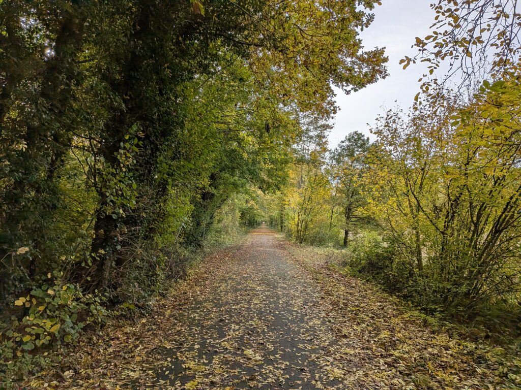 Voie cyclable entourée d'arbre et totalement recouverte de feuilles mortes à l'automne