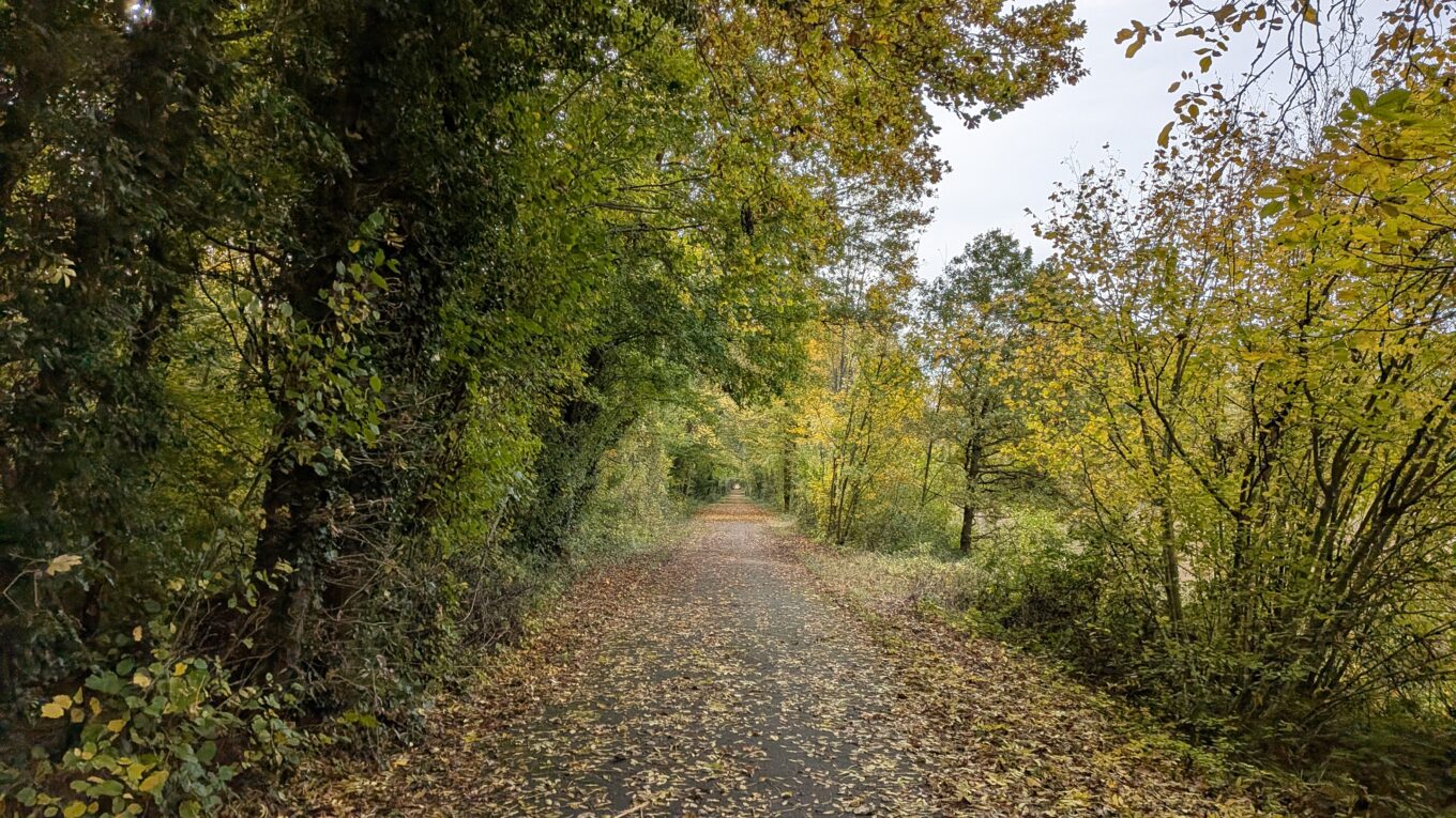Voie cyclable entourée d'arbre et totalement recouverte de feuilles mortes à l'automne