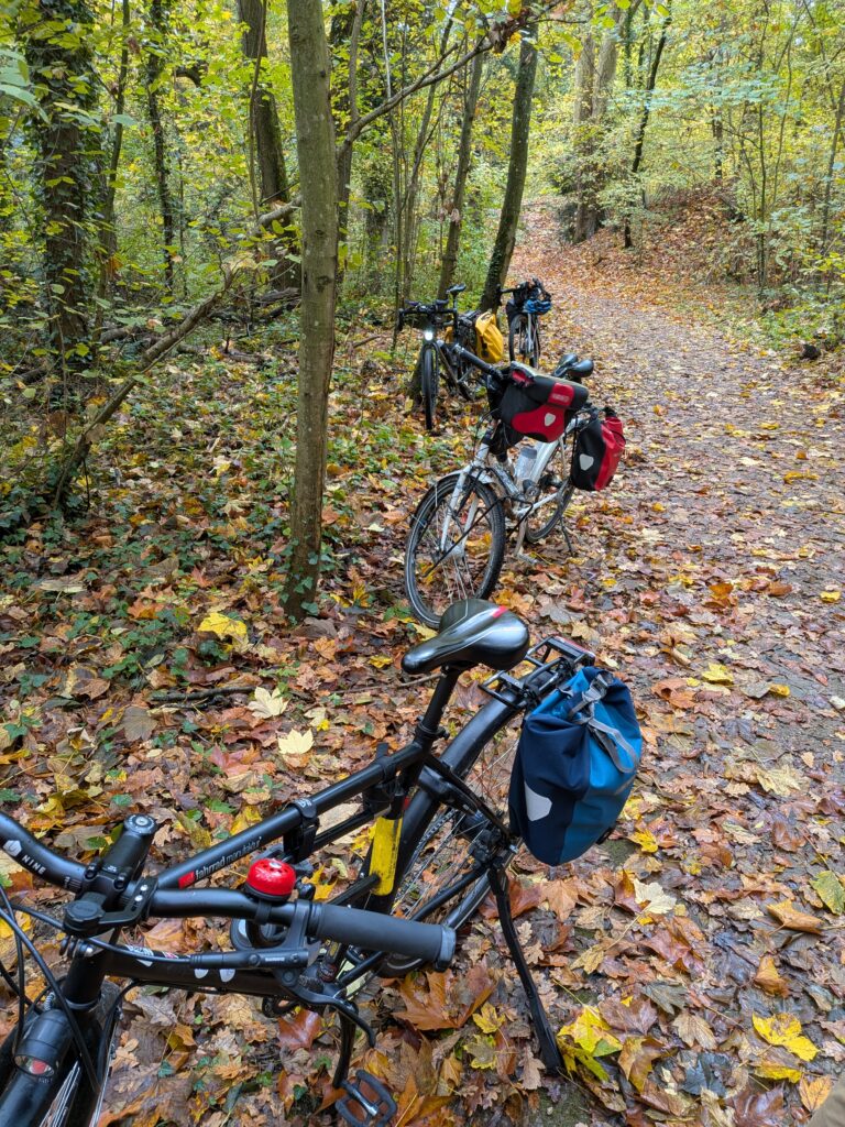 Plusieurs vélos dans un sous bois en automne