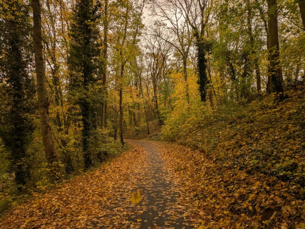 Un chemin couvert de feuilles mortes en forêt