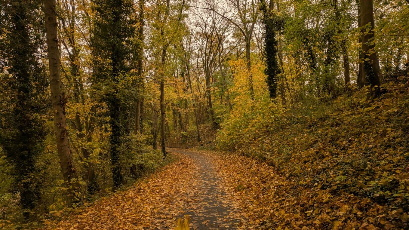 Un chemin couvert de feuilles mortes en forêt