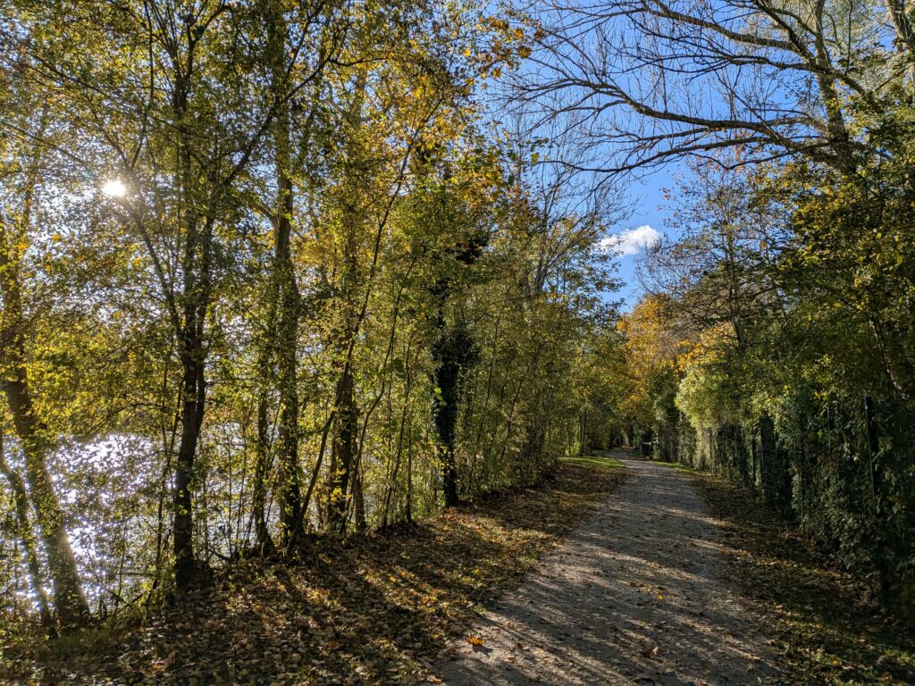 Chemin en automne bordé d'arbres