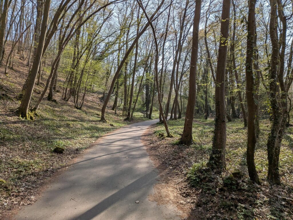 Petite piste cyclable en bonne état dans une forêt