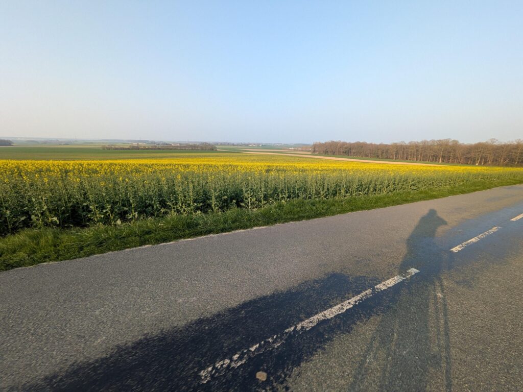 Un cycliste qui photographie un champs de colza, on voit son ombre
