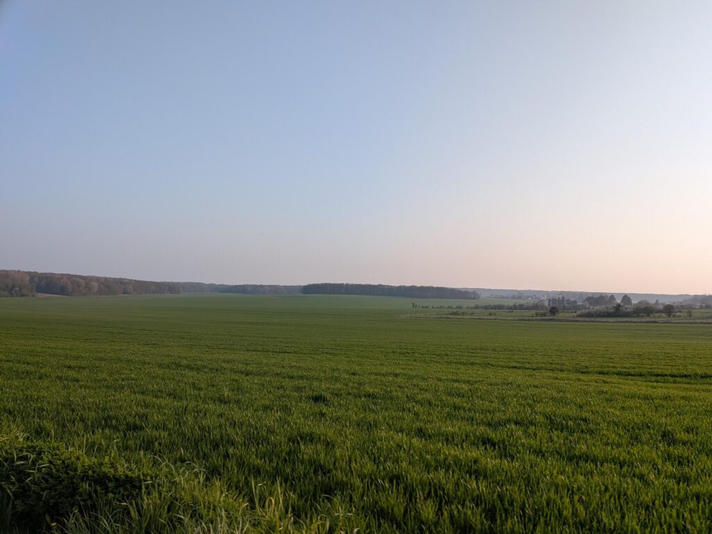 Un champs tout vert sur un soleil qui commence à se coucher