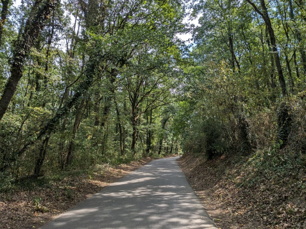 Une petite route complètement recouverte d'arbre