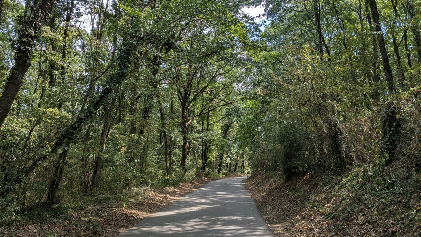 Une petite route complètement recouverte d'arbre