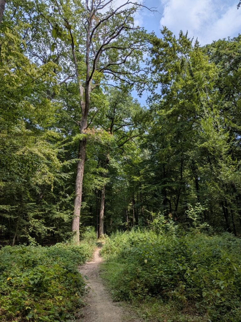 Petit chemin étroit en forêt