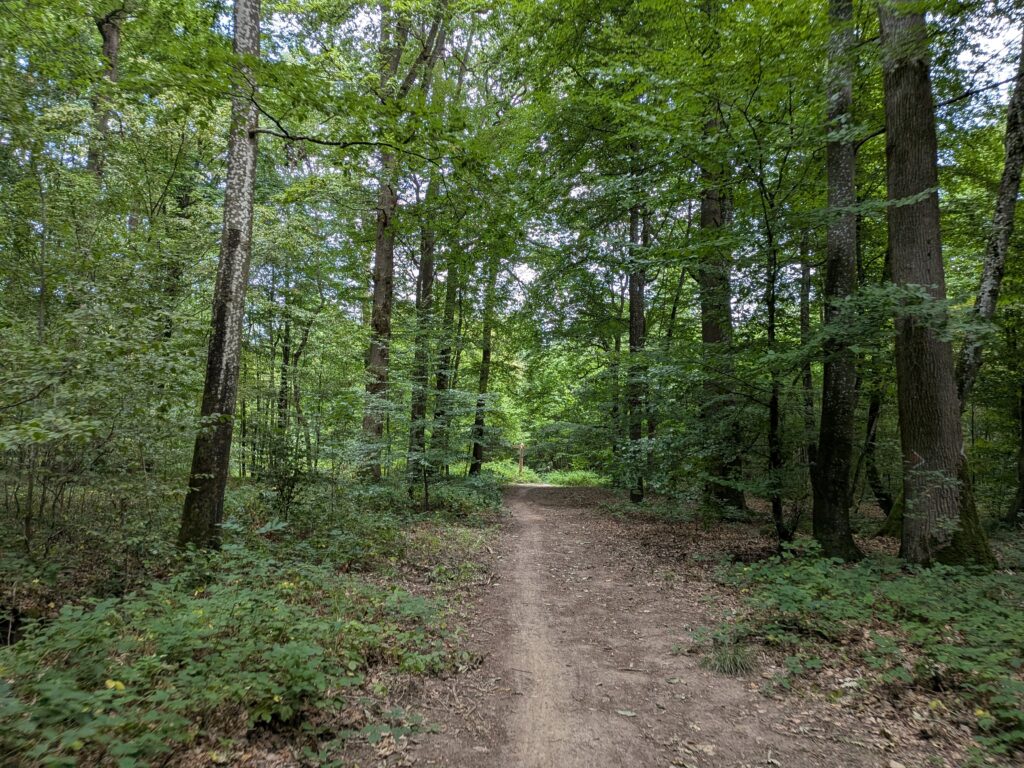 Une route dans la forêt