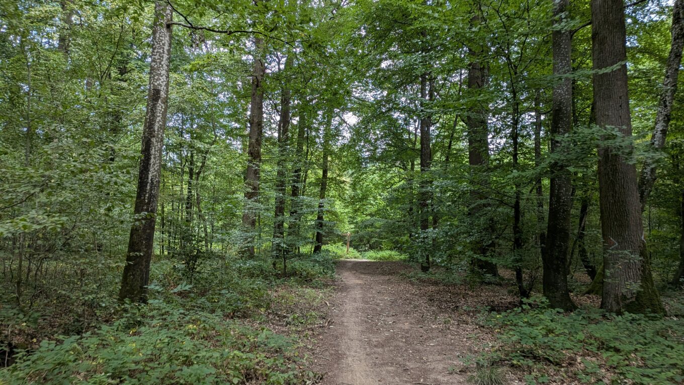 Une route dans la forêt