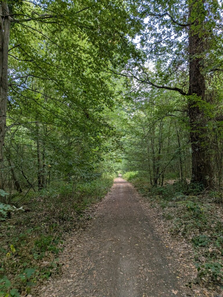 Chemin un peu large en forêt