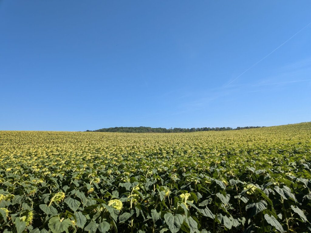 Vue panoramique d'un champs de tournesol et grand ciel bleu