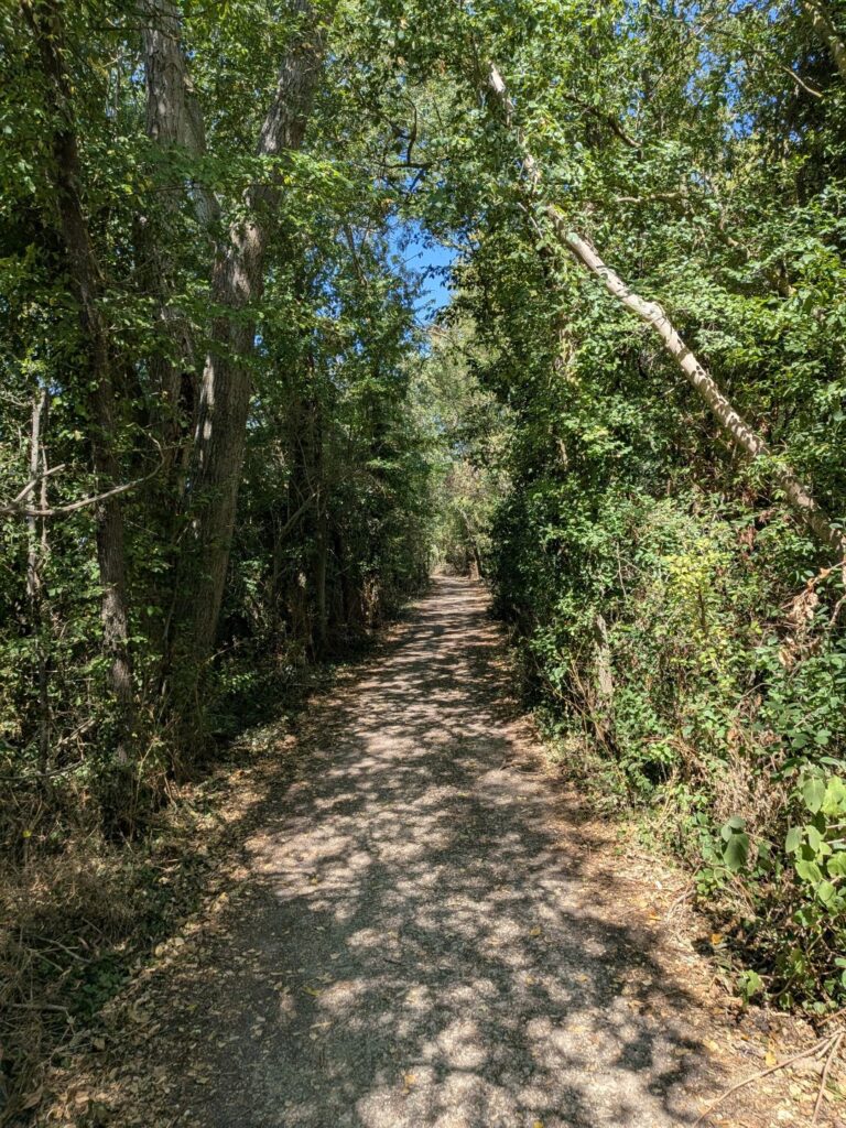 Une allée en terre passant dans une forêt