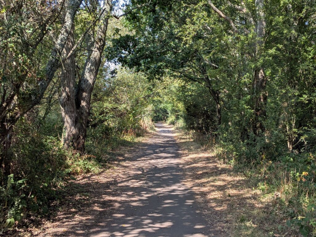 Dans les bois un chemin de terre et de grands arbres
