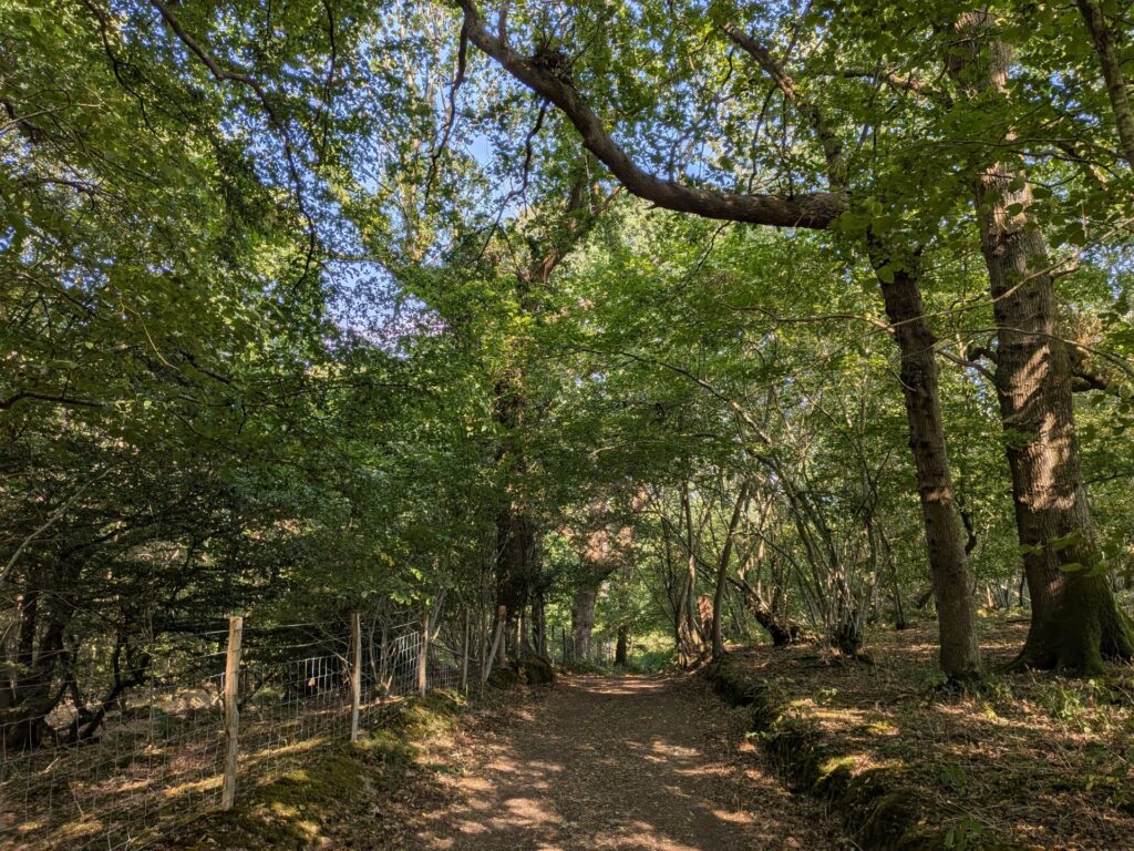 Dans les bois un chemin de terre et de grands arbres