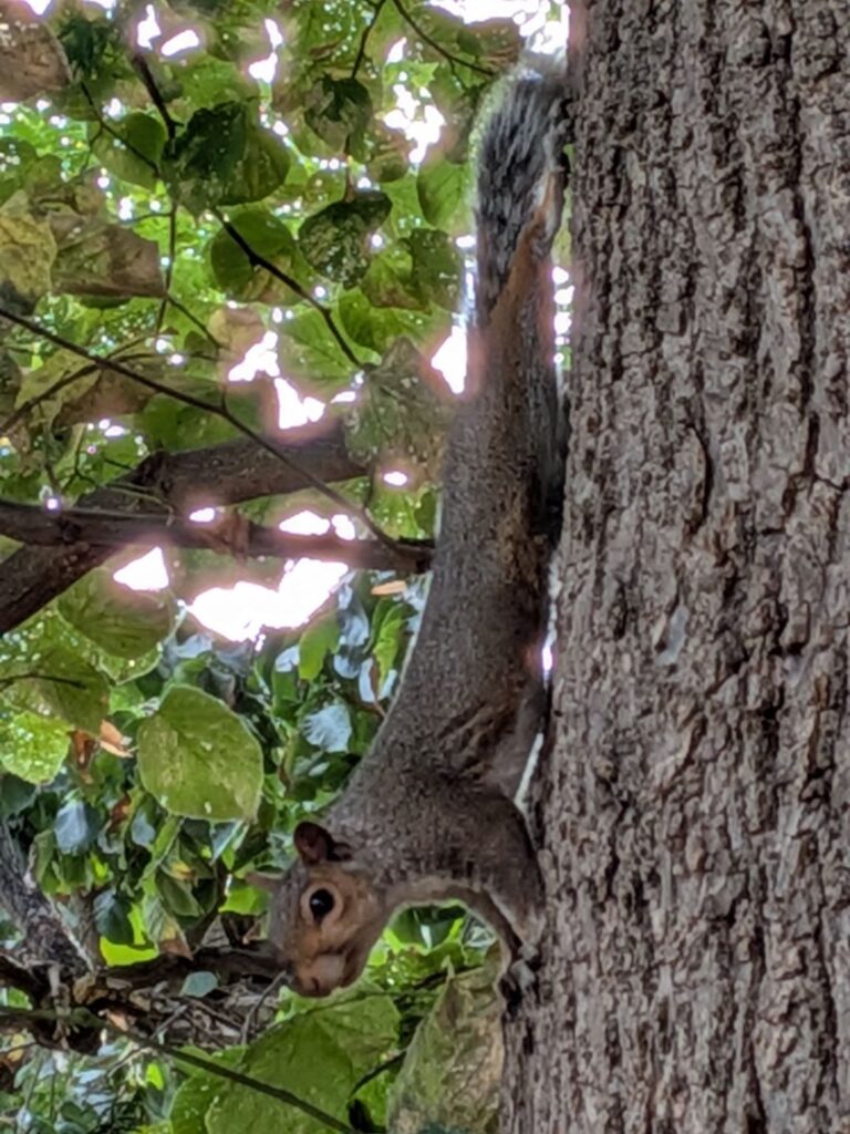 Un écureuil sur un arbre, la tête vers le bas