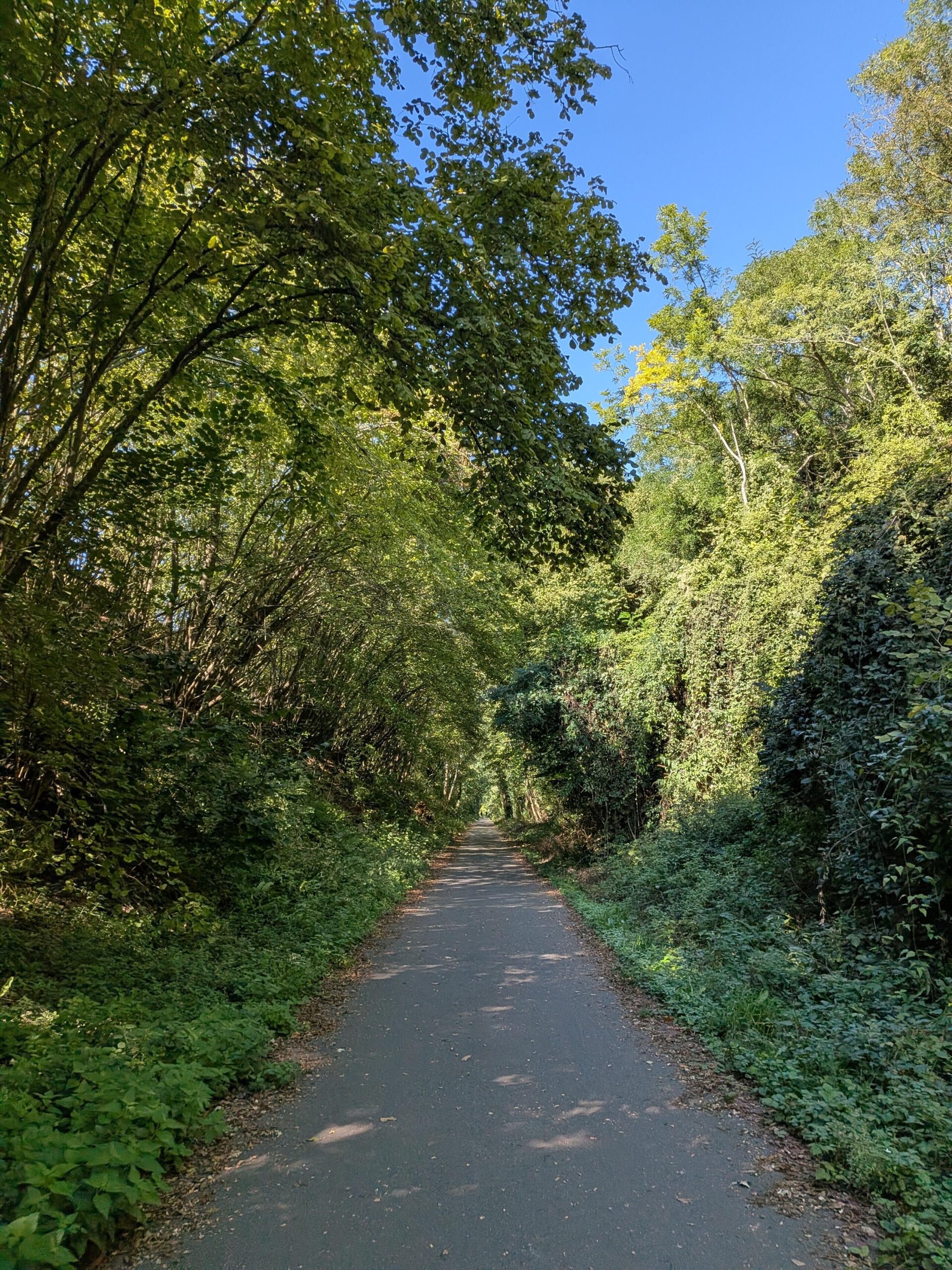 Petite voie verte en bitume dans une forêt