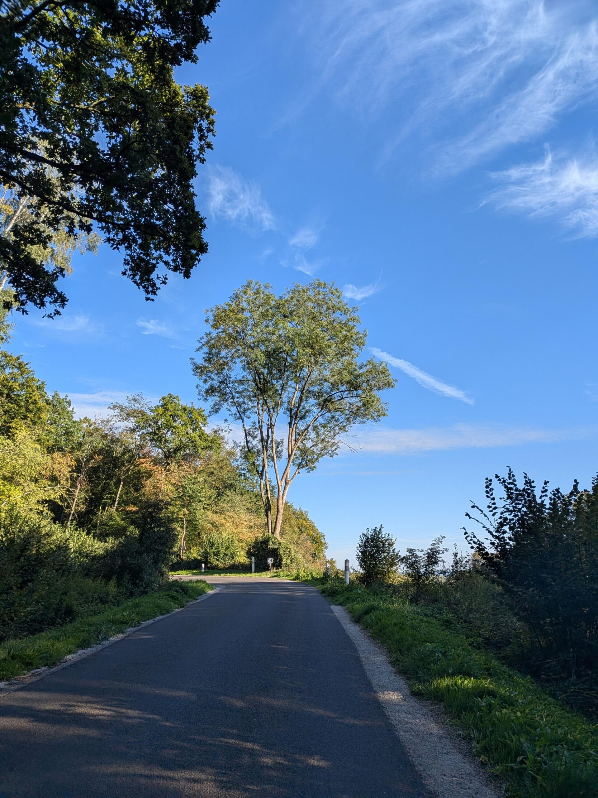 De jour beau ciel bleu, route en côte bordée d'arbre et virage en épingle avec un arbre seul dans l'axe de circulation